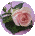 rosebouton1a2a1
